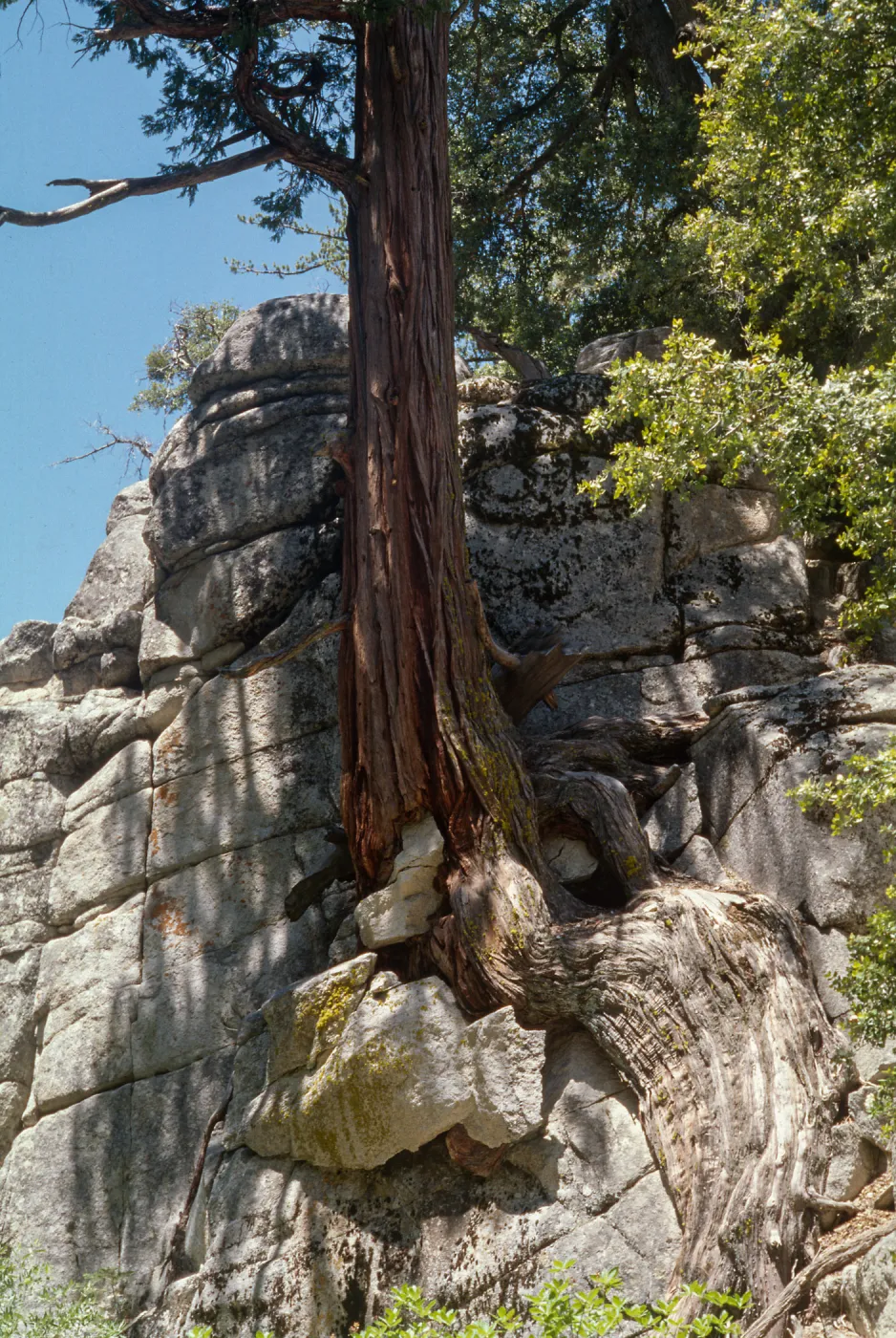 Calocedrus decurrens, San Jacinto Mountains, San Bernardino National Forest, N. Fork San Jacinto River, Dark Canyon, San Jacinto Ranger District, Riverside County