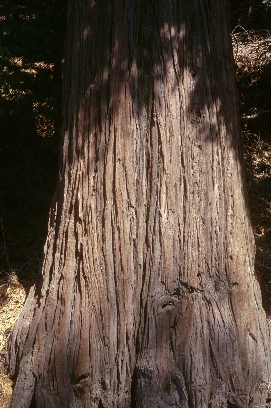 Calocedrus decurrens, San Bernardino Mountains, San Bernardino County