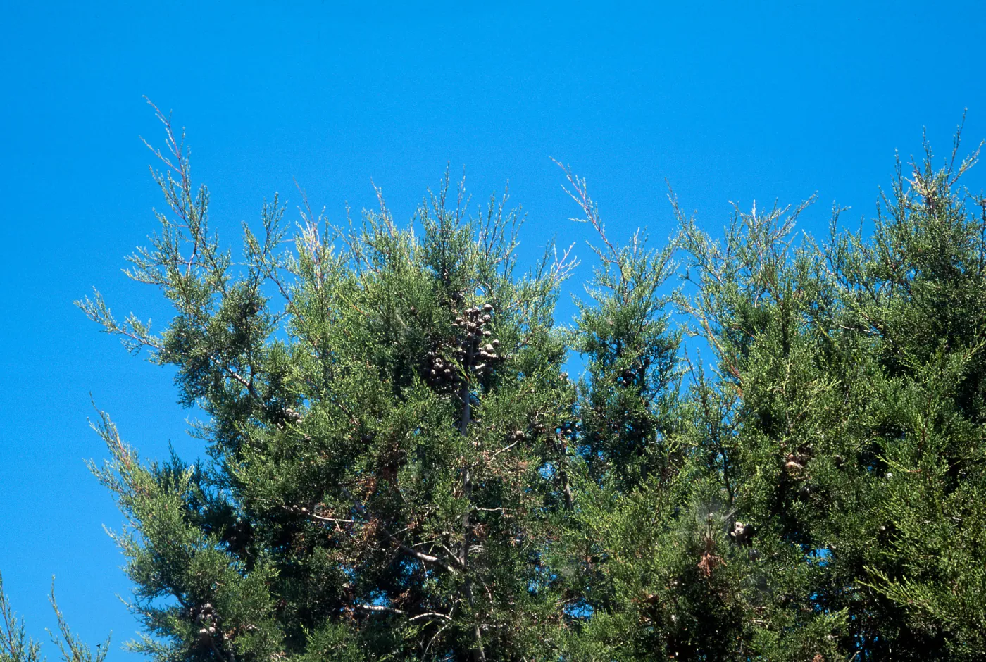 Cupressus forbesii, Otay Mountains, San Diego County