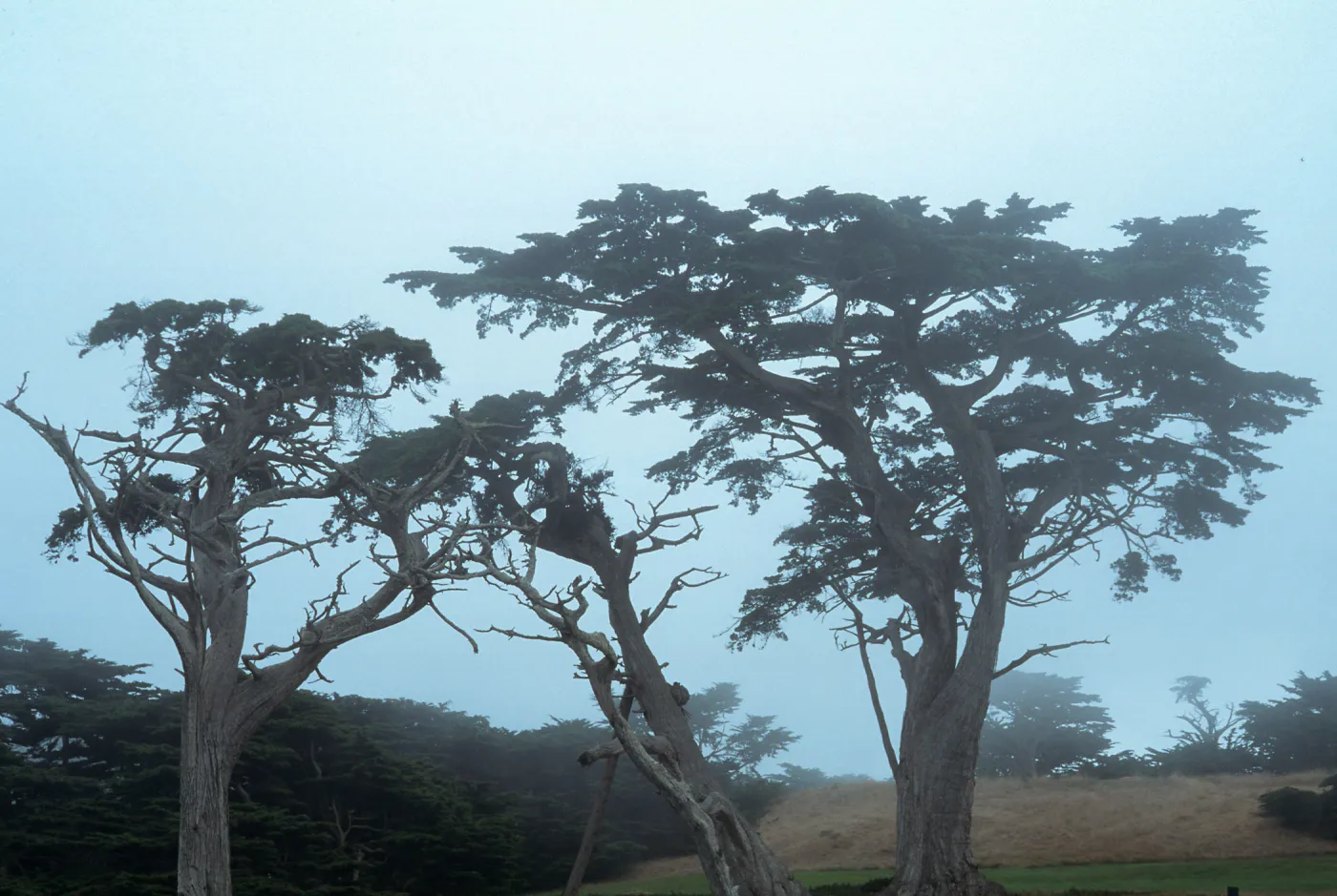 Cupressus macrocarpa, Del Monte Forest, Monterey Peninsula, Monterey County