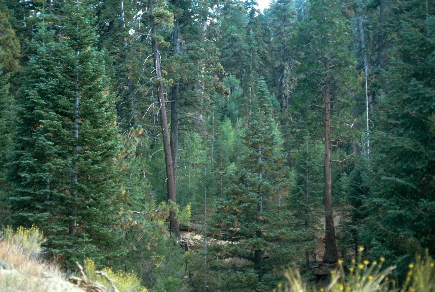 Abies concolor, San Bernardino Mtns, Fish Creek to Santa Ana River drainage area. Aspen grove, 1/4 mi. down Jeep trail from Fish Creek. Fork on Coon Creek/Fish Creek Road., off Hart Bar Campground road ca 5 miles from CA 38; San Bernardino National Forest
