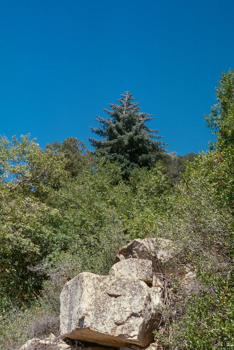Abies concolor, San Bernardino Mountains