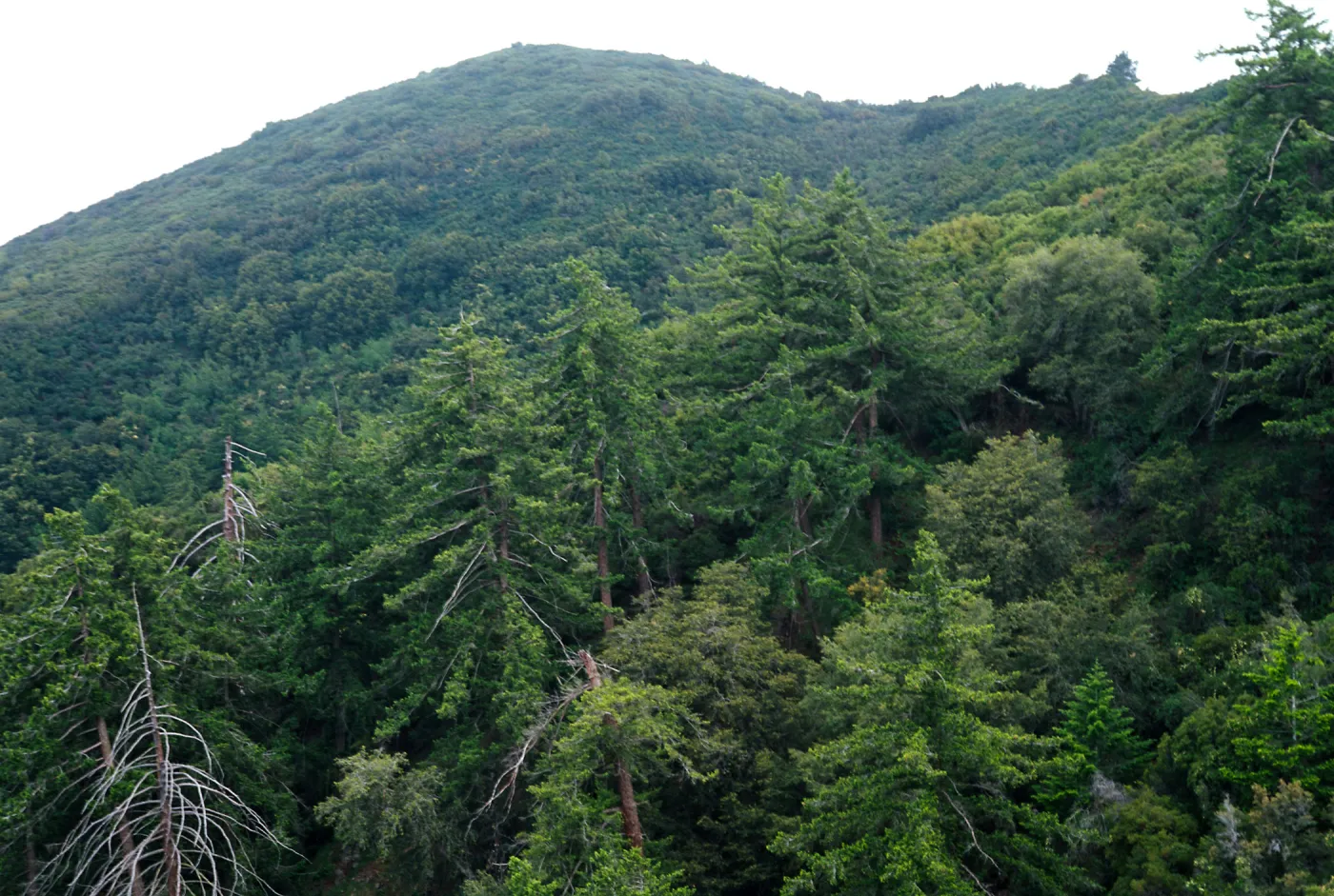 Pseudotsuga macrocarpa, Cleveland National Forest, Santa Anas, Ind. Trk. Trail.