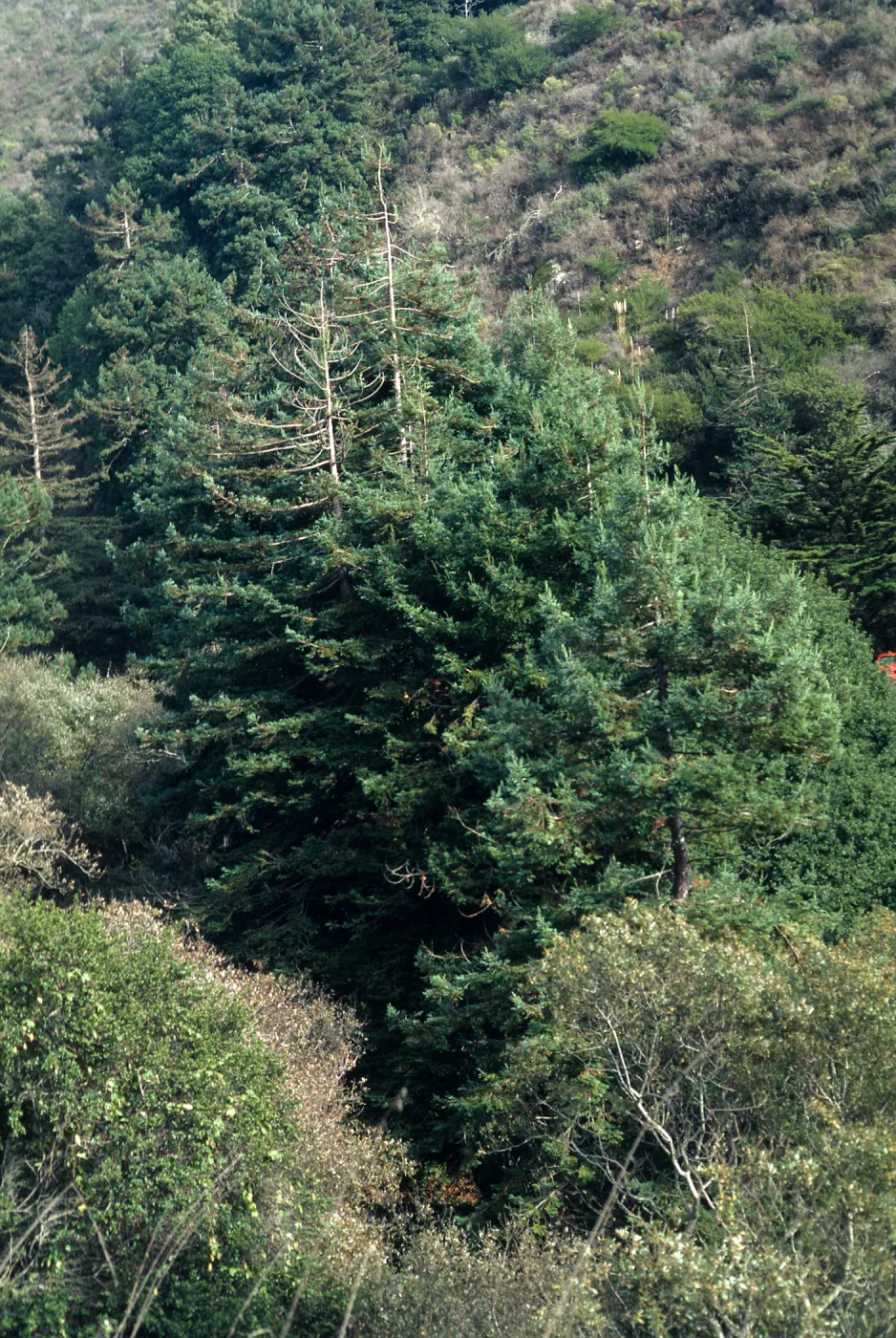 Sequoia sempervirens (Coast Redwood), Burns State Park, Julia B.