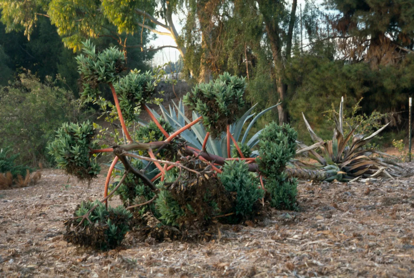 Agave (Century Plant) Parryi (?)cult.