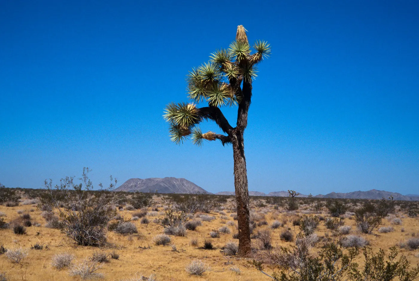Yucca brevifolia, Sand Hill, 29 Palms