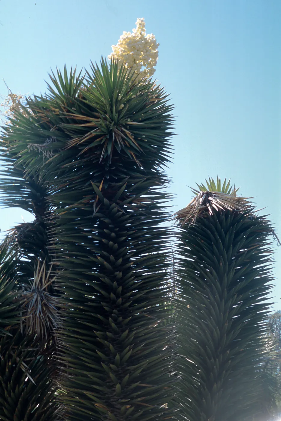 Yucca vallida cult. UCI