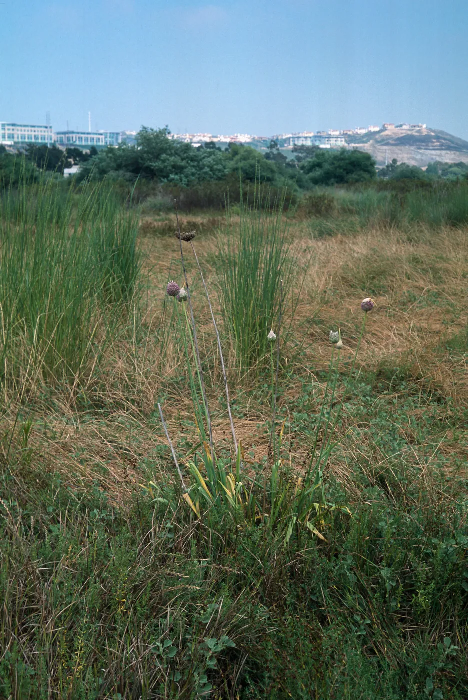 Allium, Los PeÃ±asquitos Lagoon, San Diego County