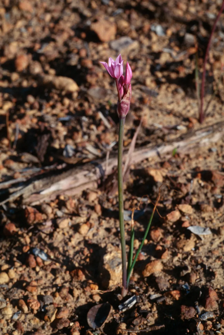 Allium campanulatum, Peninsular Range, San Ysidro Mountains; north face of San Miguel Mountain, along [Miller Ranch Road] to peak