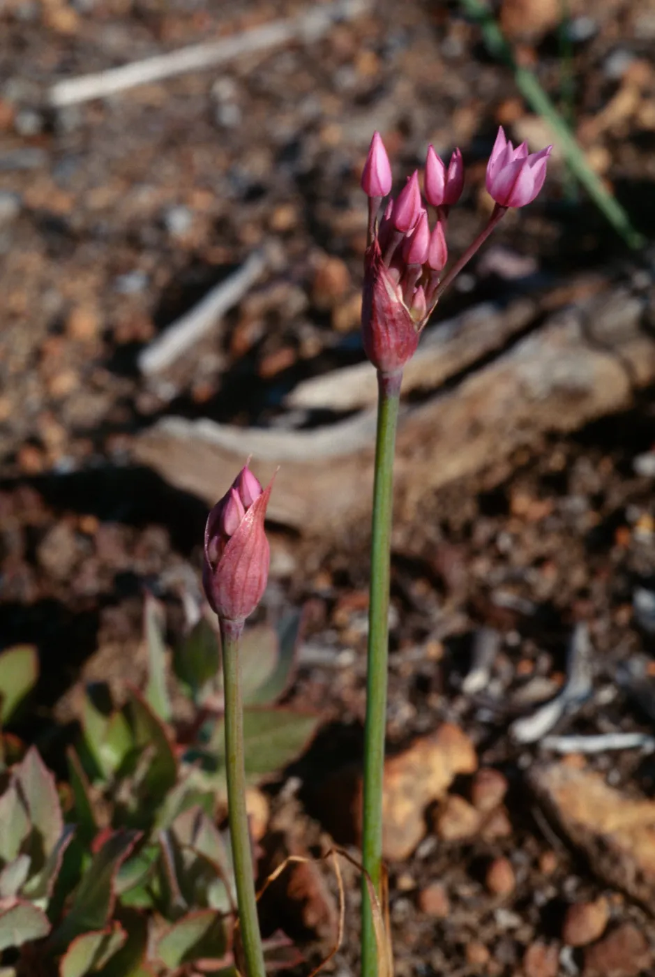Allium campanulatum, Peninsular Range, San Ysidro Mountains; north face of San Miguel Mountain, along [Miller Ranch Road] to peak