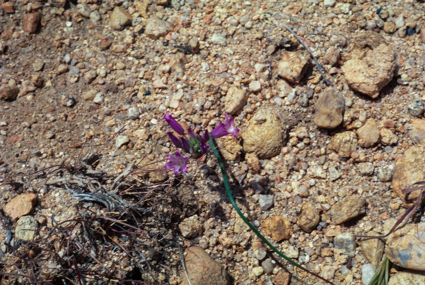 Allium fimbriatum var. fimbriatum, 