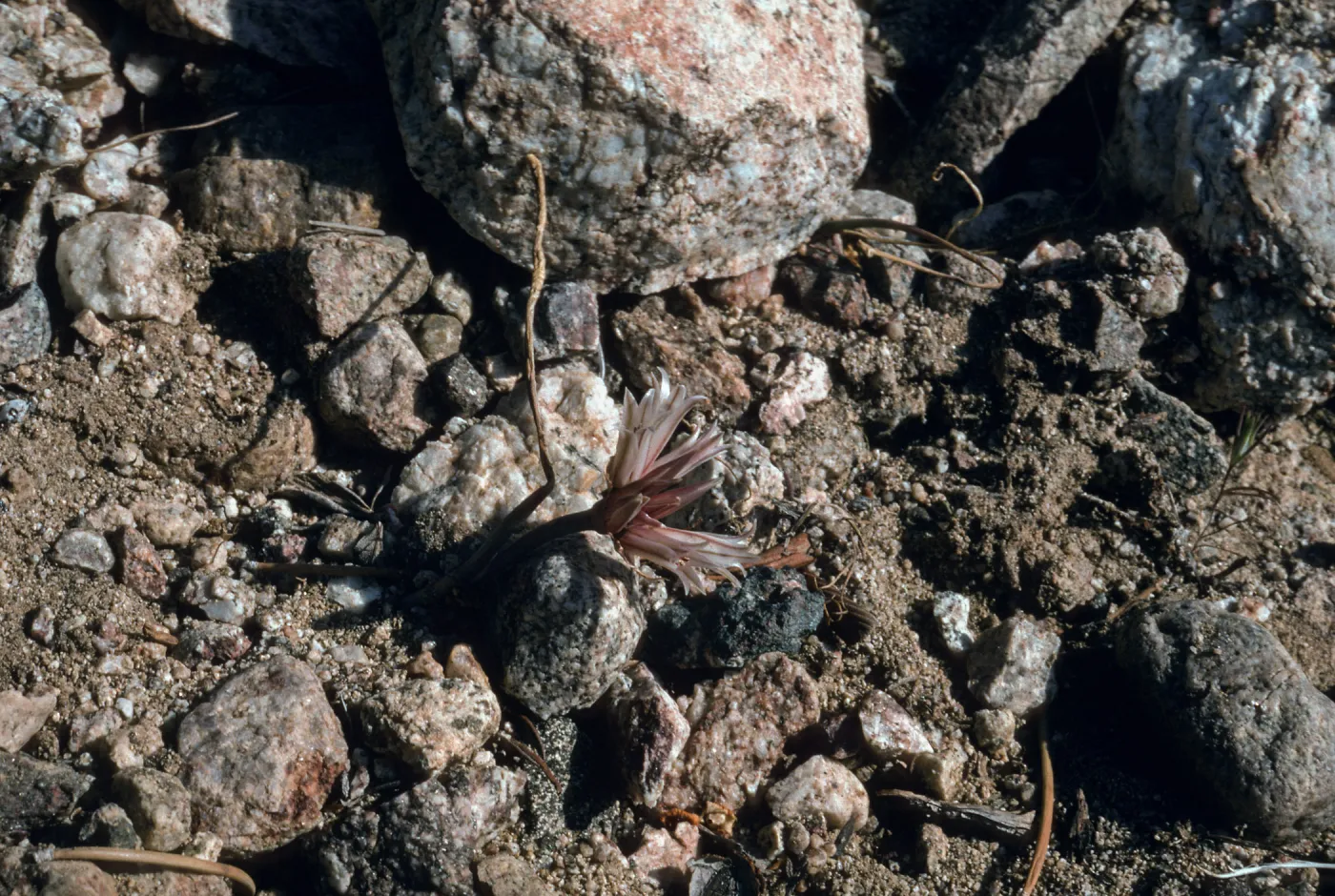 Allium fimbriatum var. abramsii 