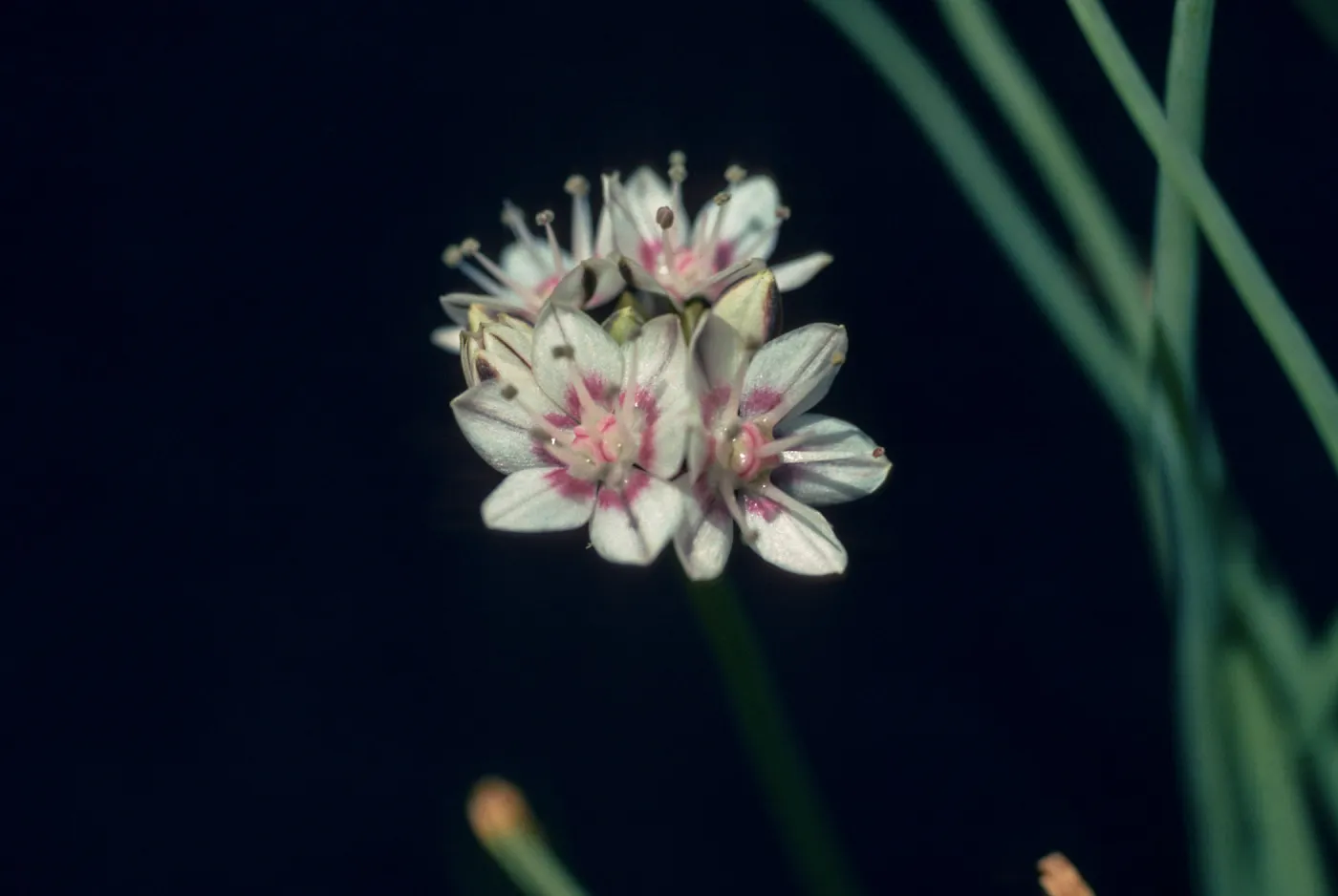 Allium haematochiton 