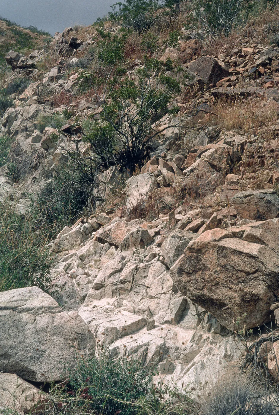 Allium parishii, Habitat Noble Pass, San Bernardino County