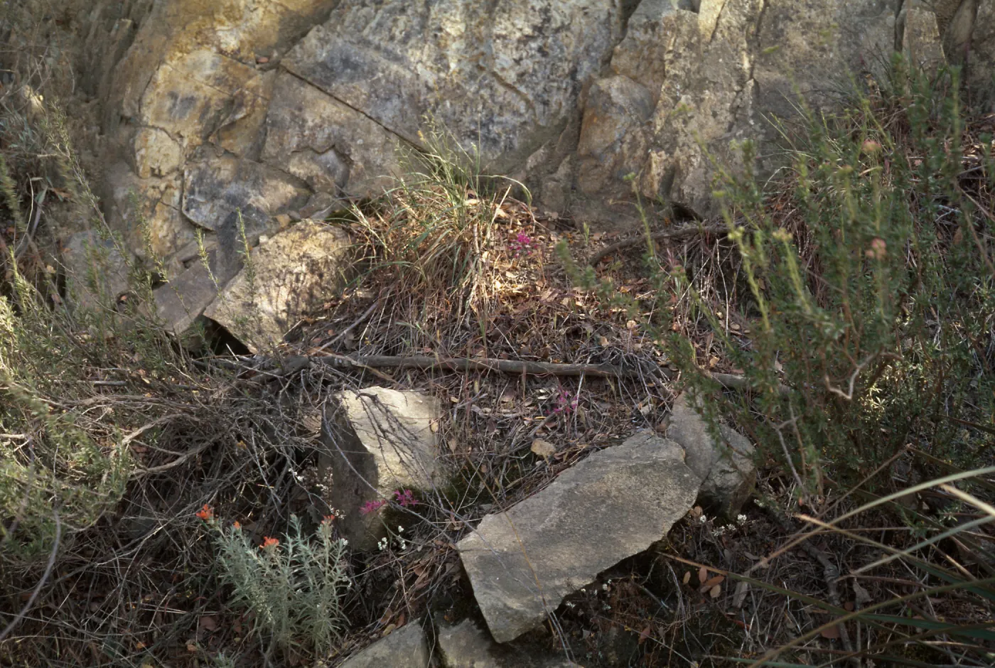 Allium parishii, Morron Valley San Diego County