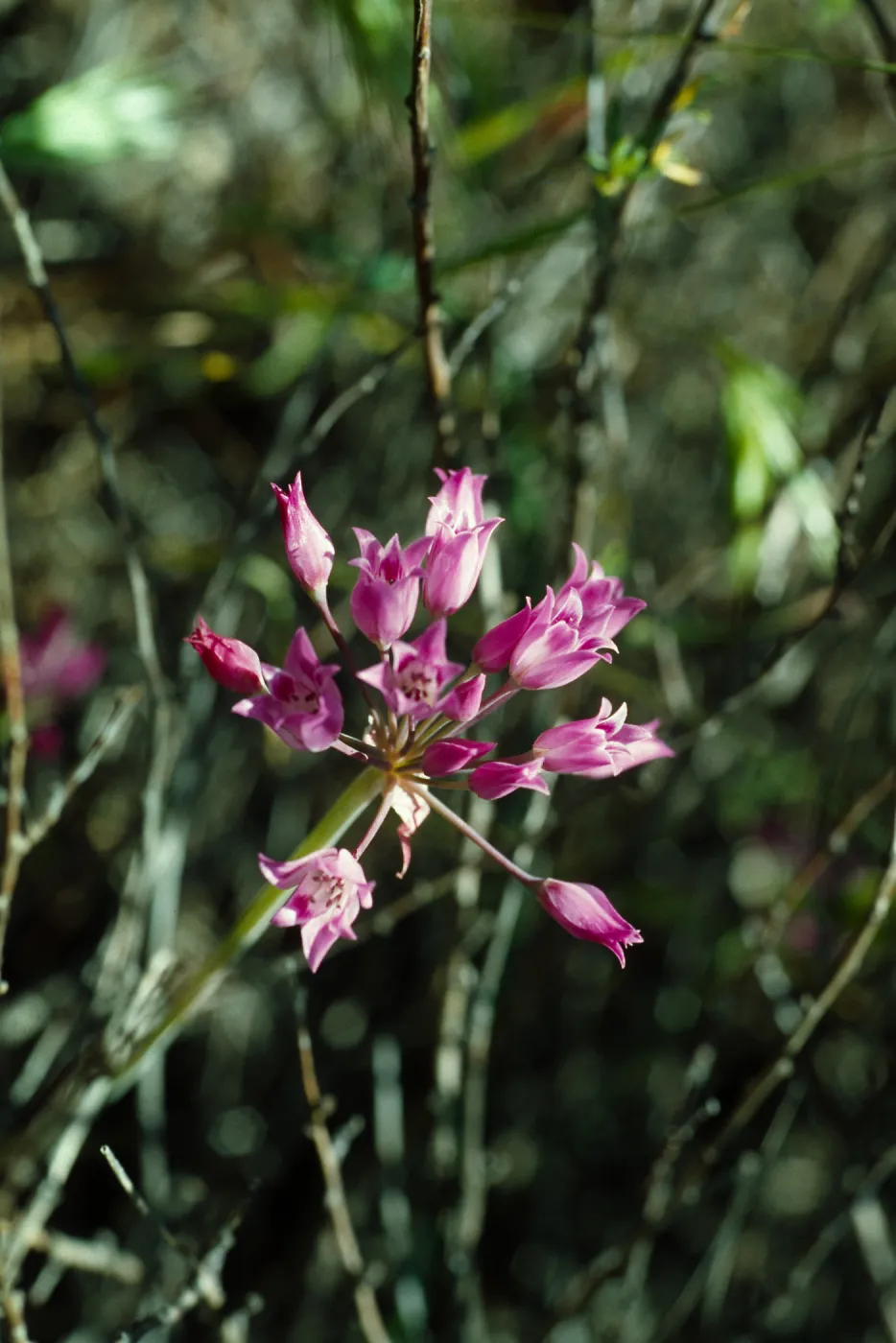 Allium peninsula, Elsinore Peak, Riverside County