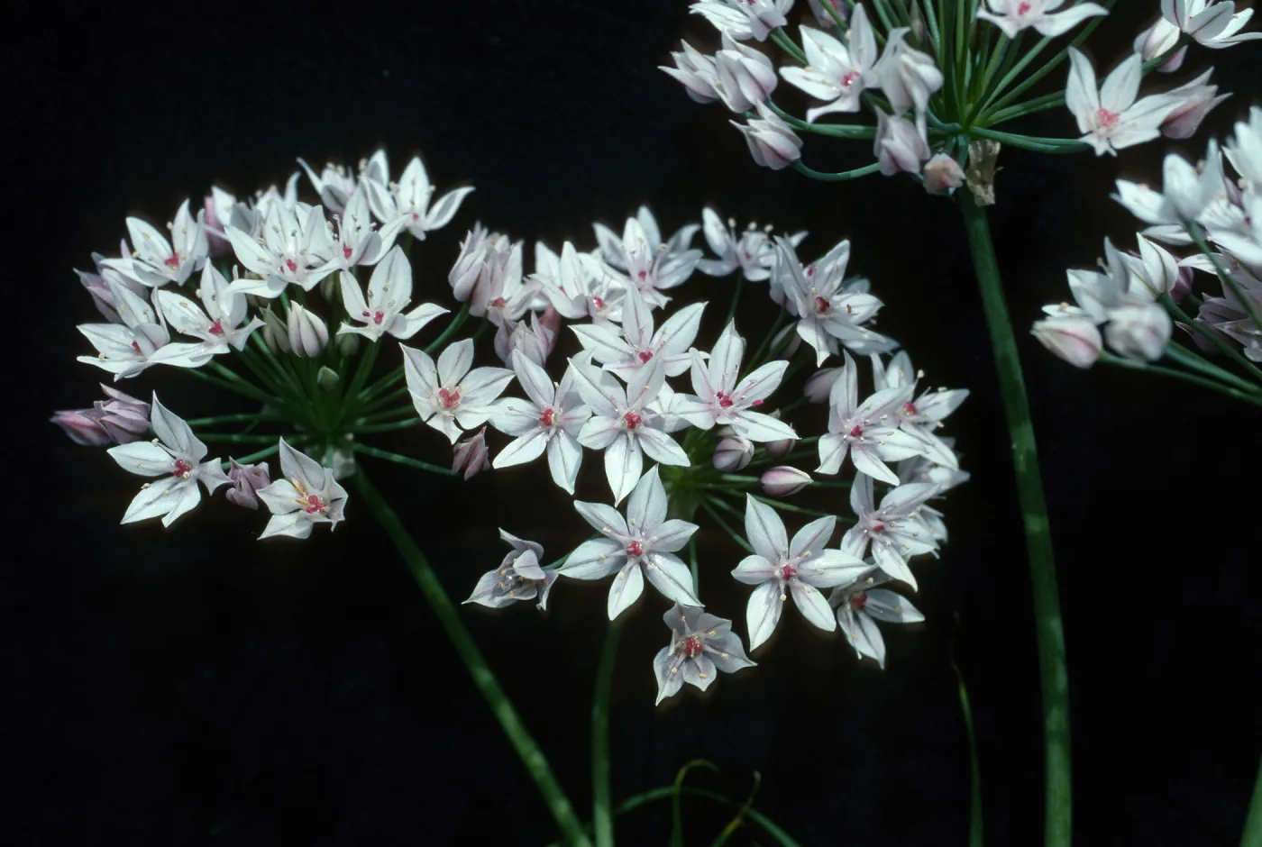 Allium praecox, UCI, Orange County