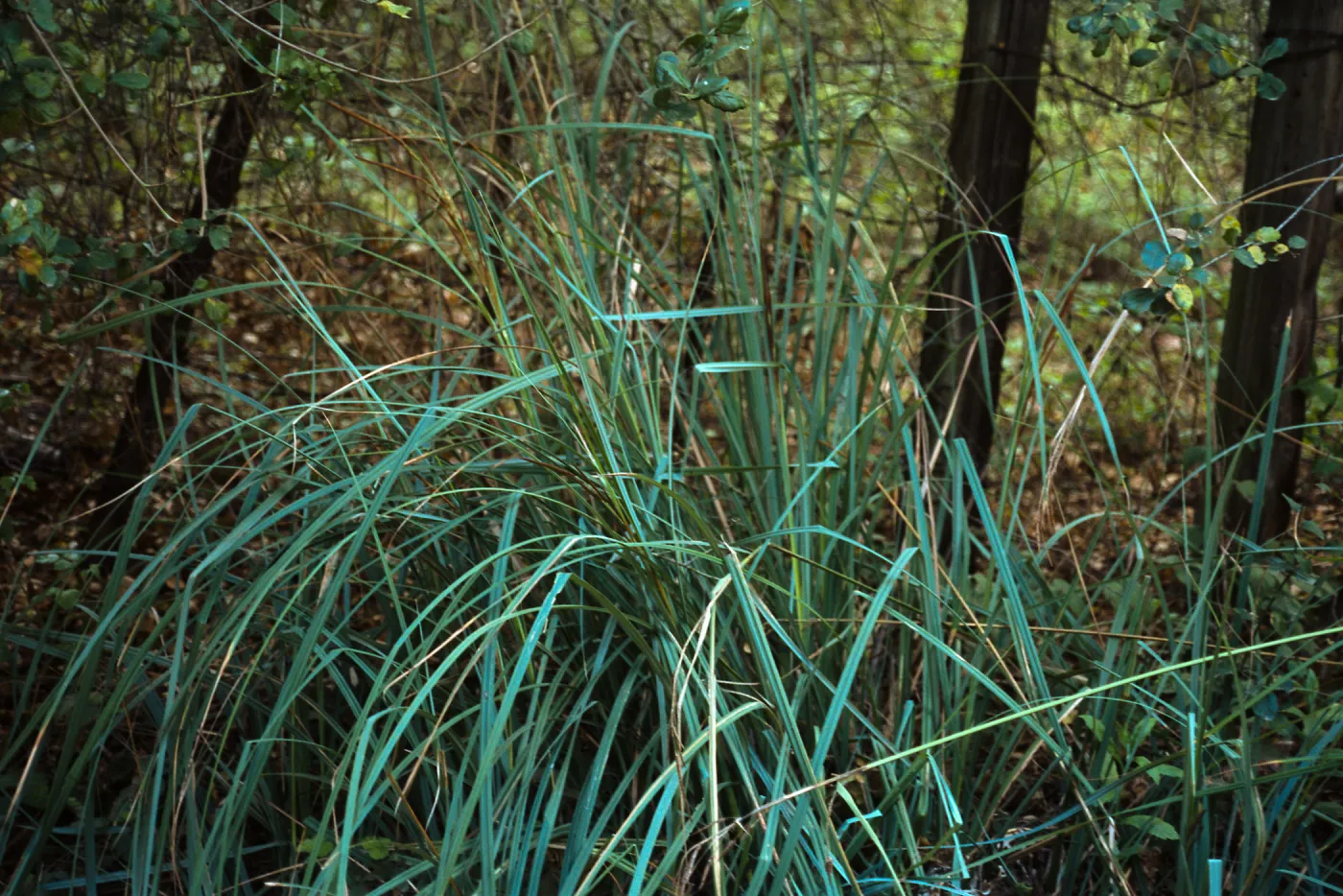 Carex spissa, South Coast: Daley Ranch: northeast of Escondido; west of Co. Hwy. S6 and north of Dixon Lake, San Diego County
