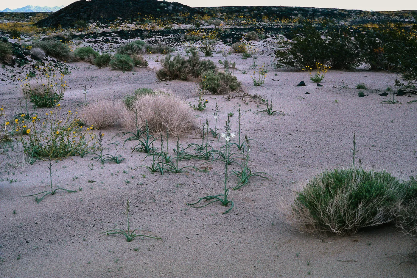Hesperocallis undulata, Mojave Desert, MCAGCC, Lead Mountain Training Area, San Bernardino County