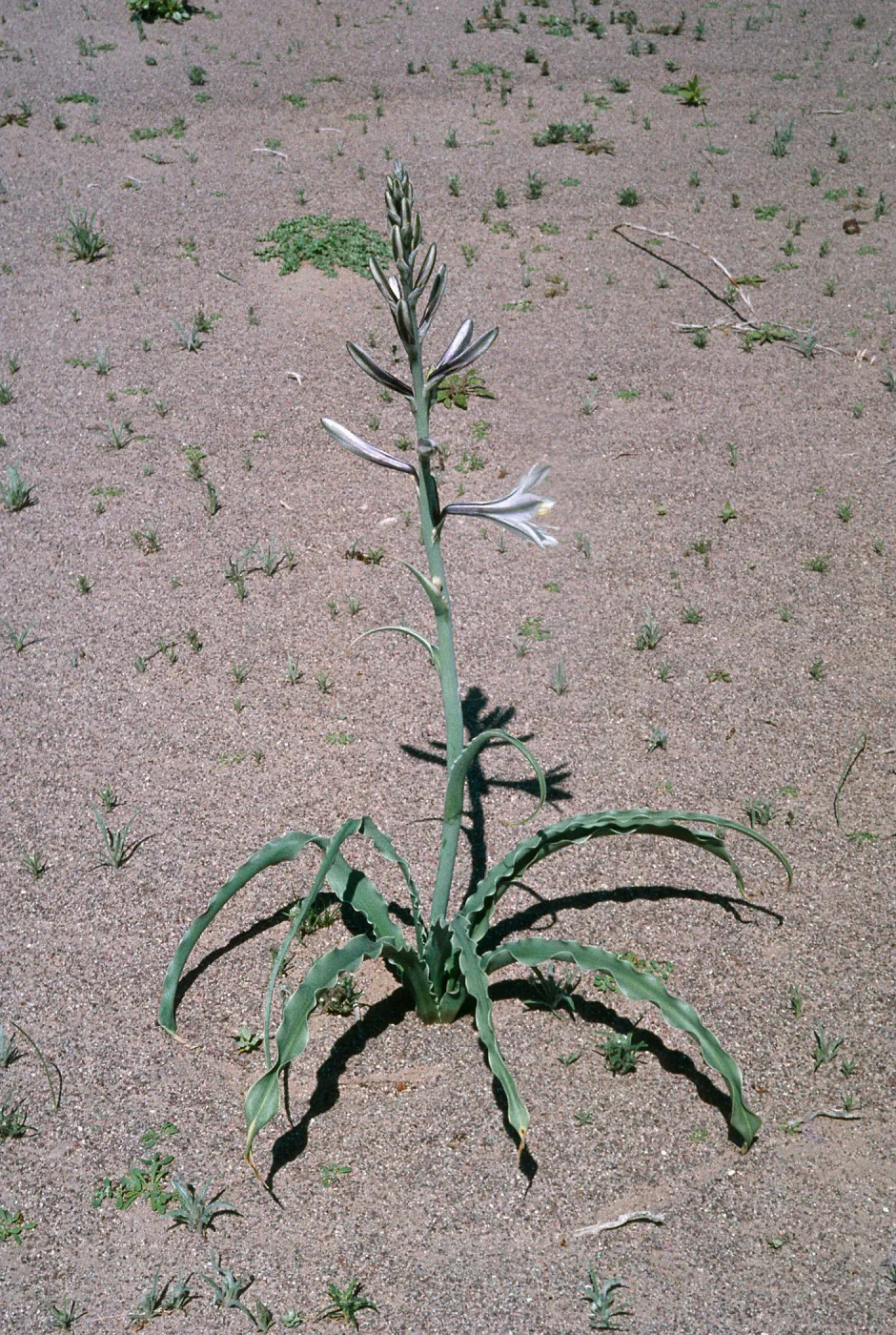 Hesperocallis undulata, Mojave Desert, MCAGCC, Lead Mountain Training Area, San Bernardino County