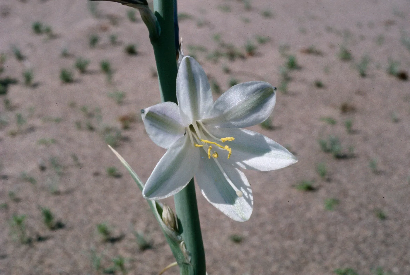 Hesperocallis undulata, Mojave Desert, MCAGCC, Lead Mountain Training Area, San Bernardino County