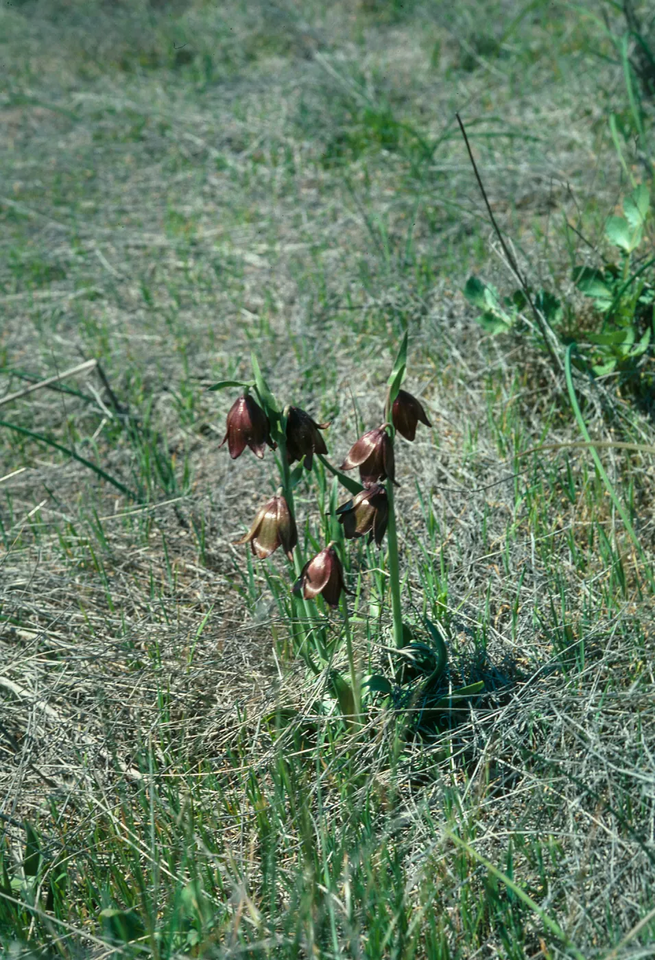 Fritillaria biflora, Goodan Ranch, Sycamore Canyon Road, Poway, east of I-15, San Diego County