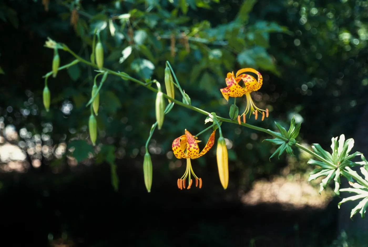 Lilium humboldtii var. ocellatum , RSA (?)