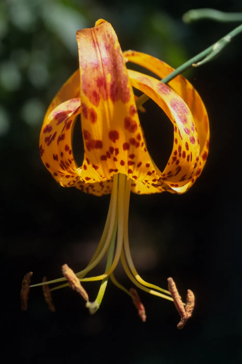 Lilium humboldtii var. ocellatum , RSA (?)