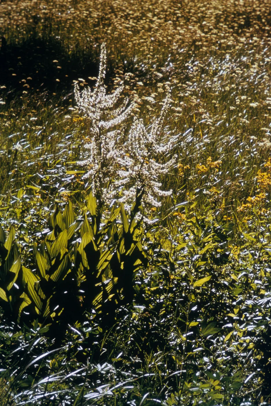 Veratrum californicum, Sequoia National Park, 