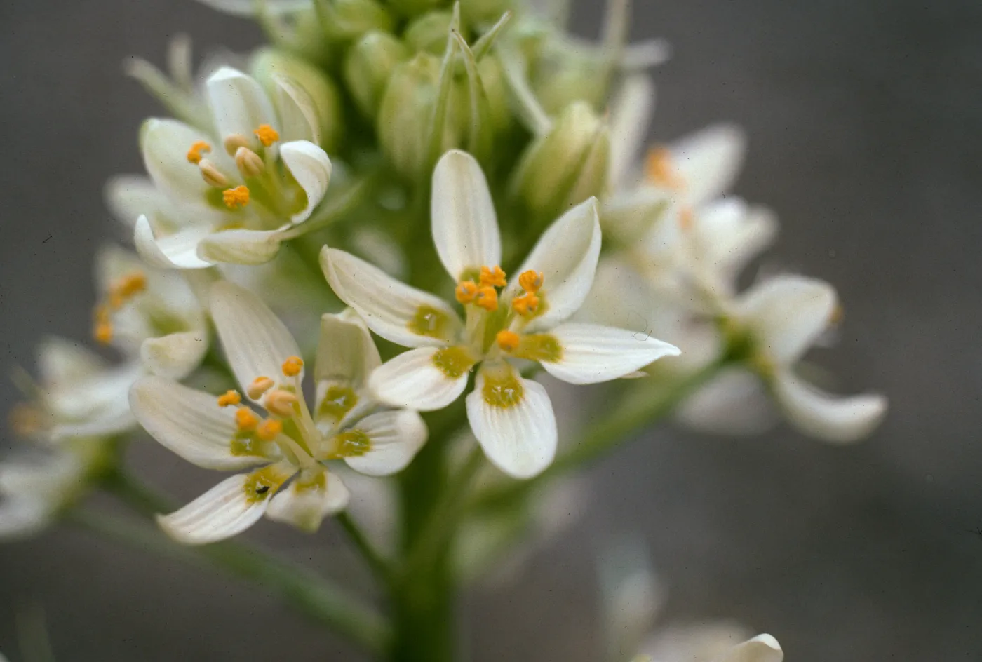 Zigadenus micranthus var. micranth, RSA
