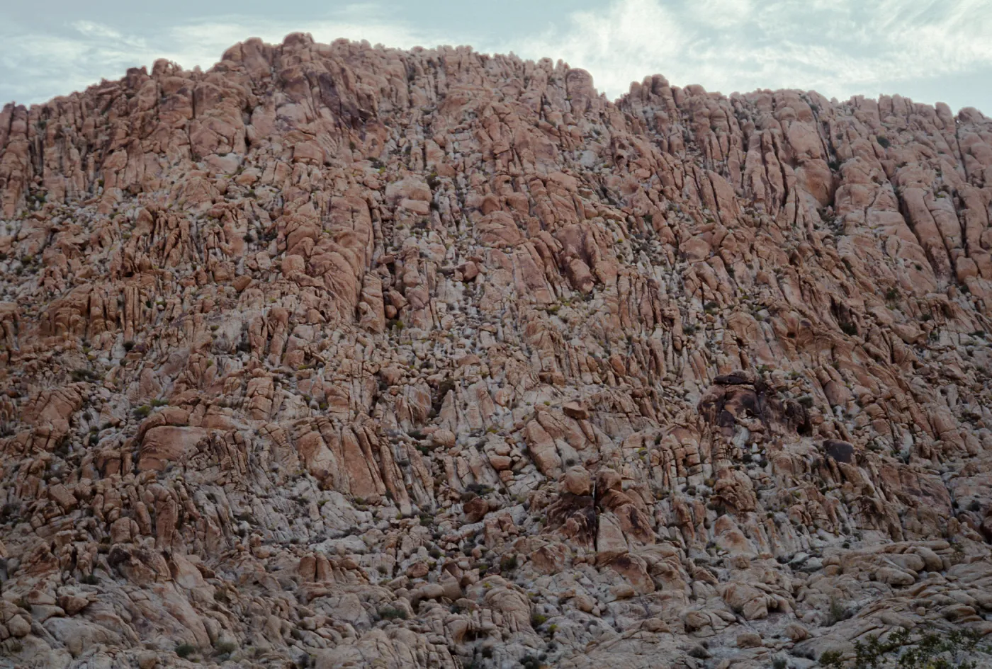 Nolina bigelovii habitat