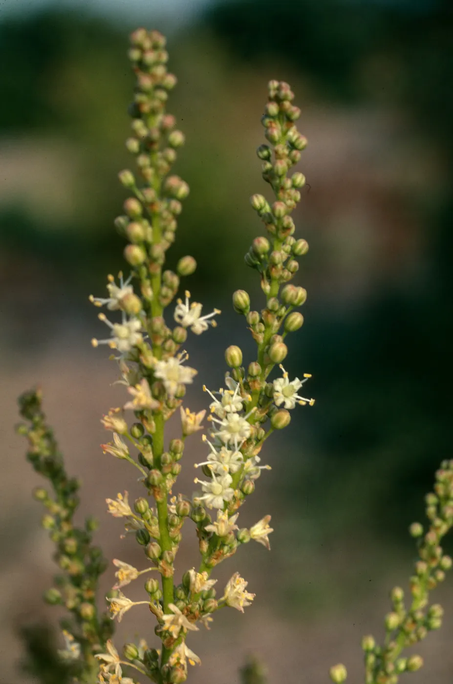 Nolina interrata cult. UCI