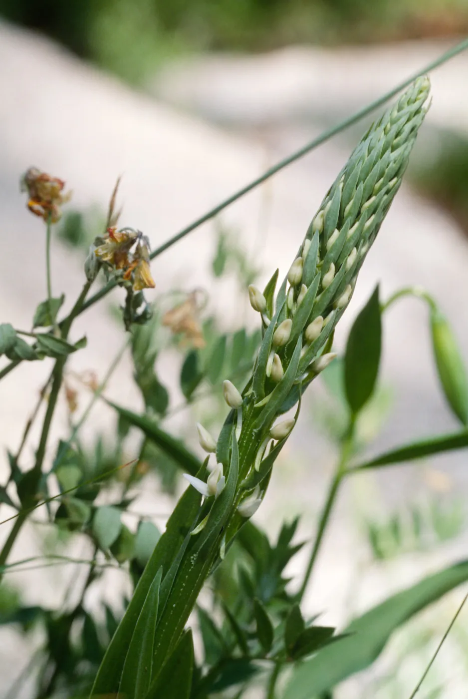 Piperia, San Jacinto Mountains Dk Canyon