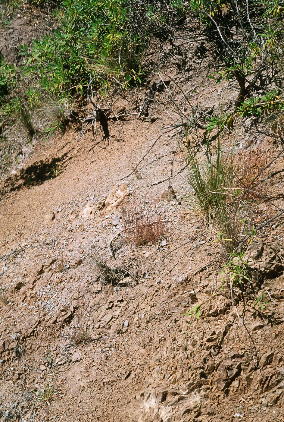 Muhlenbergia microsperm, Cape Canyon SCTI