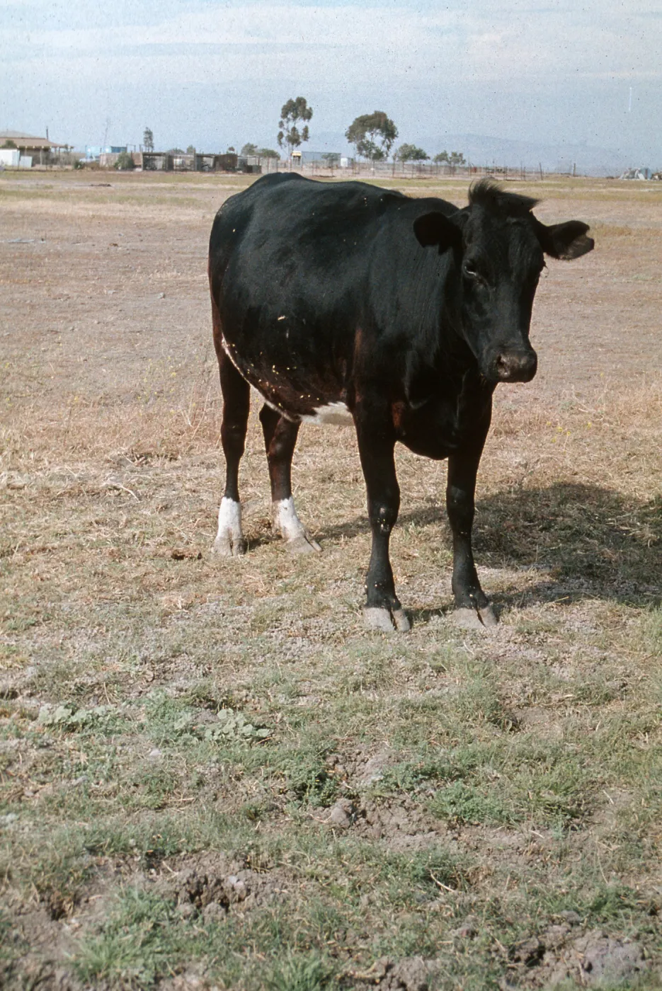 Cow at Orcuttia californica site