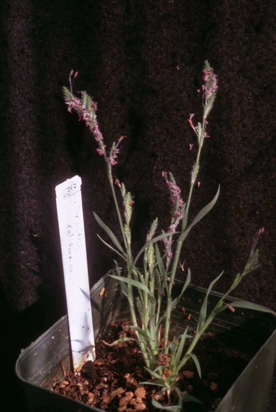 Orcuttia californica RSA Cult. Otay Mesa, San Diego County