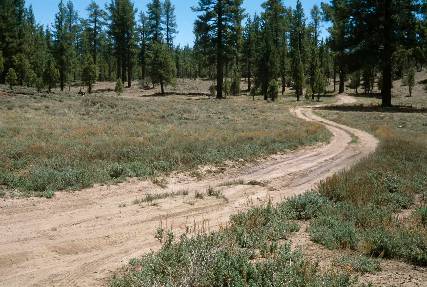 Poa atropurpurea, Holcomb Valley, San Bernardino Mountains, San Bernardino County