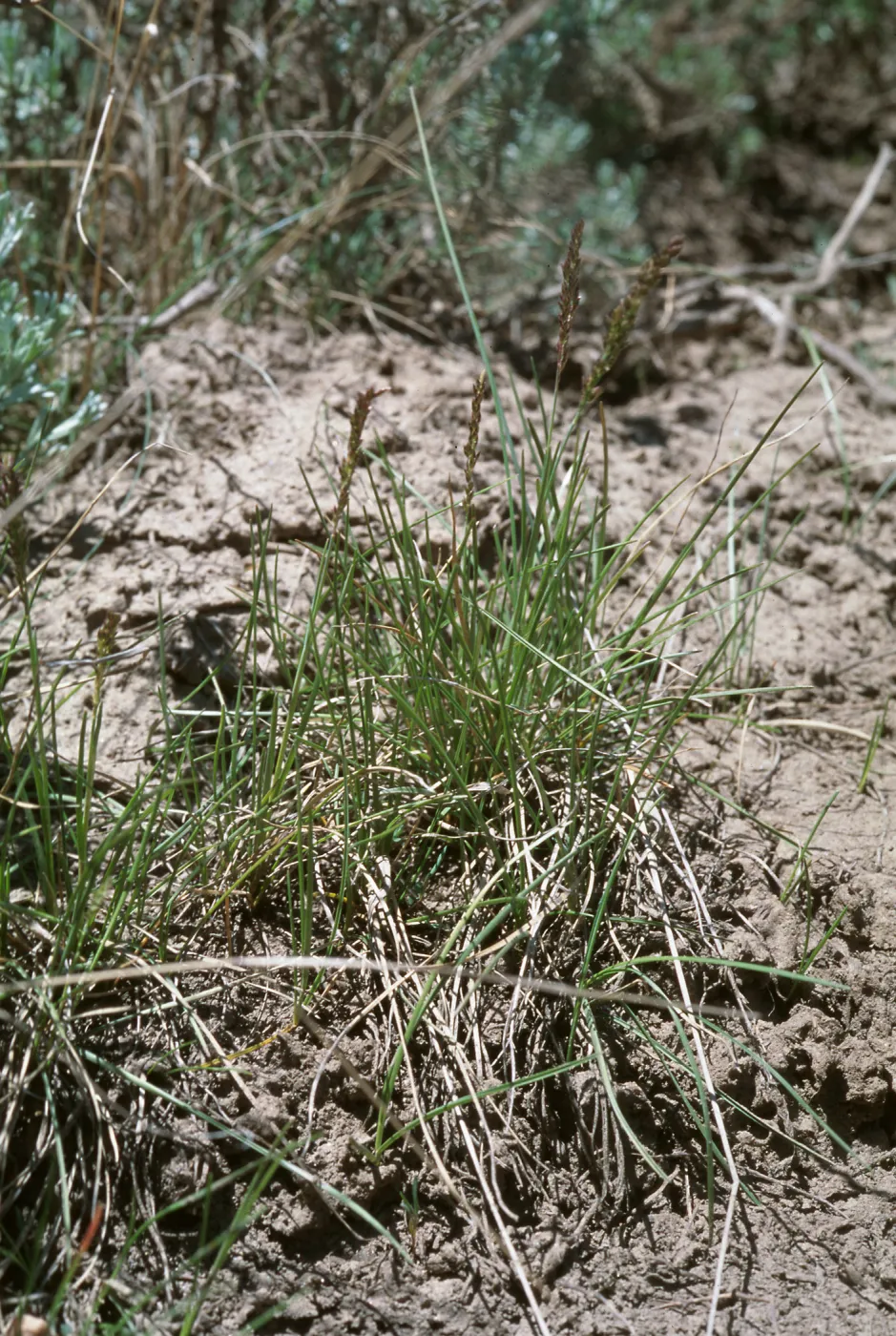 Poa atropurpurea, Holcomb Valley, San Bernardino Mountains, San Bernardino County