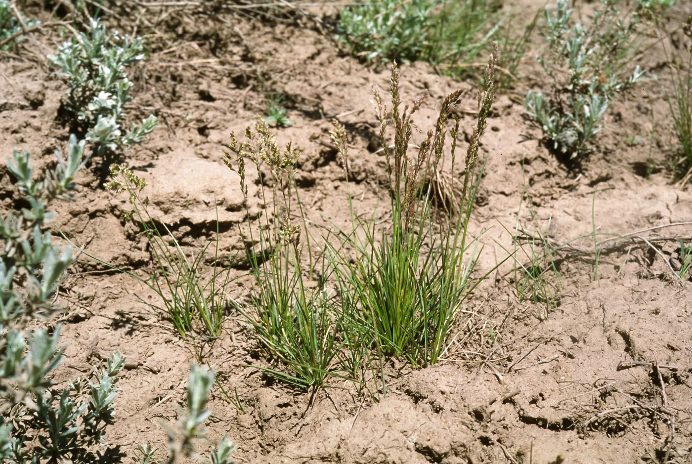 Poa atropurpurea, San Bernardino Mountains, San Bernardomo County