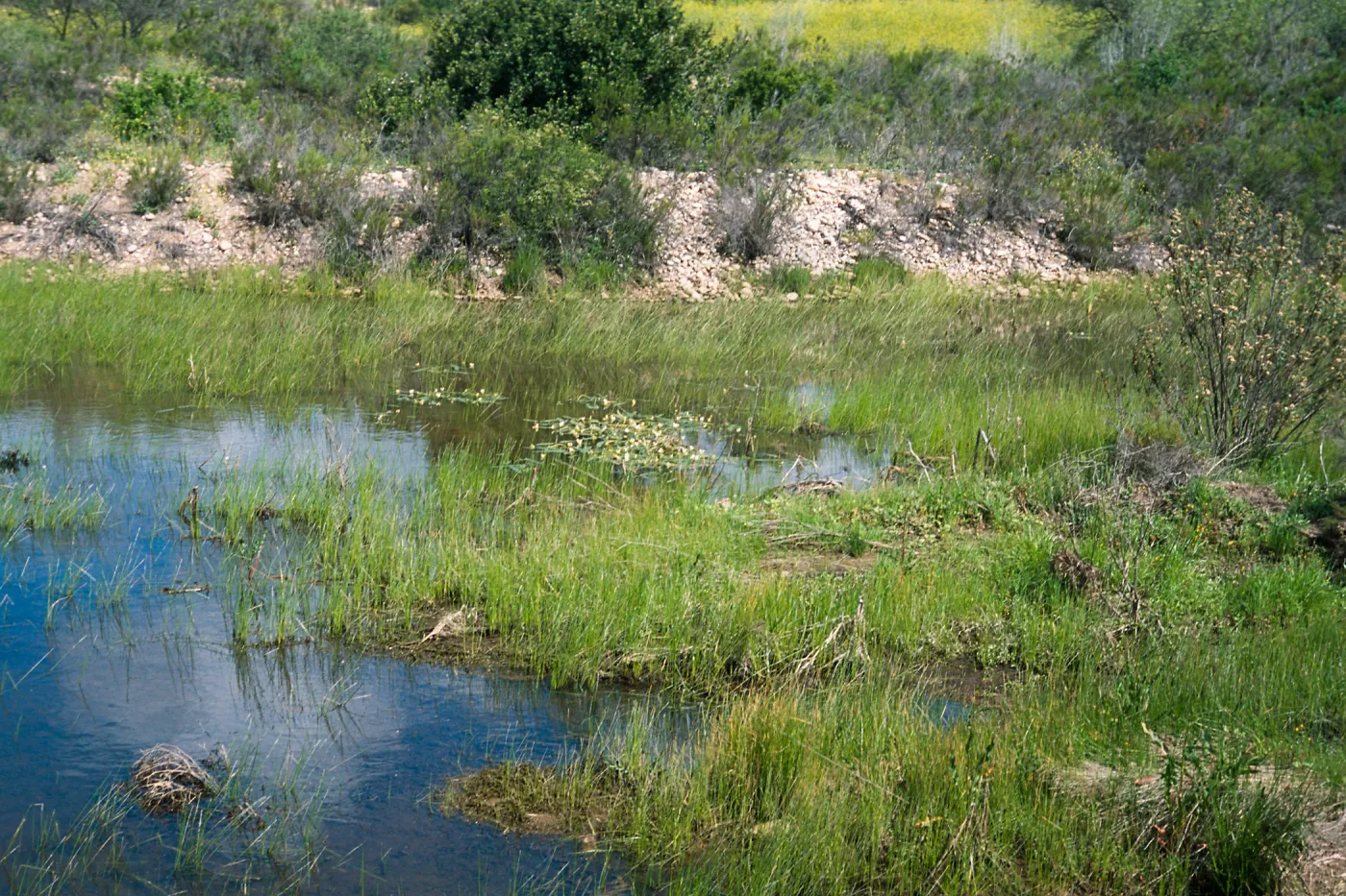 Potamogeton nodosus, South Coast: Mira Mesa, Rose Canyon east of the 805 Fwy