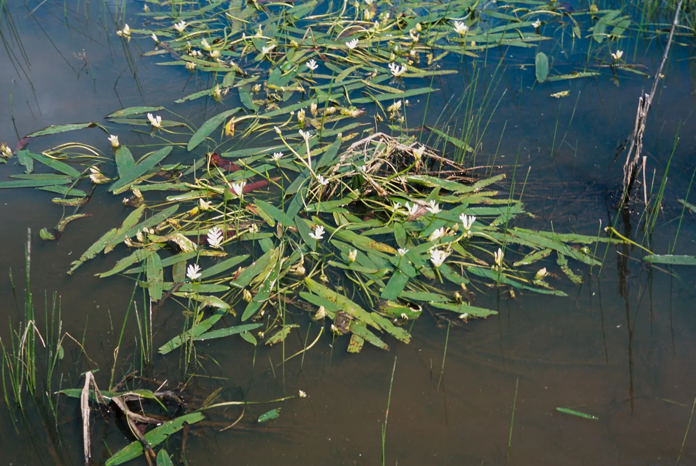 Potamogeton nodosus, South Coast: Mira Mesa, Rose Canyon east of the 805 Fwy
