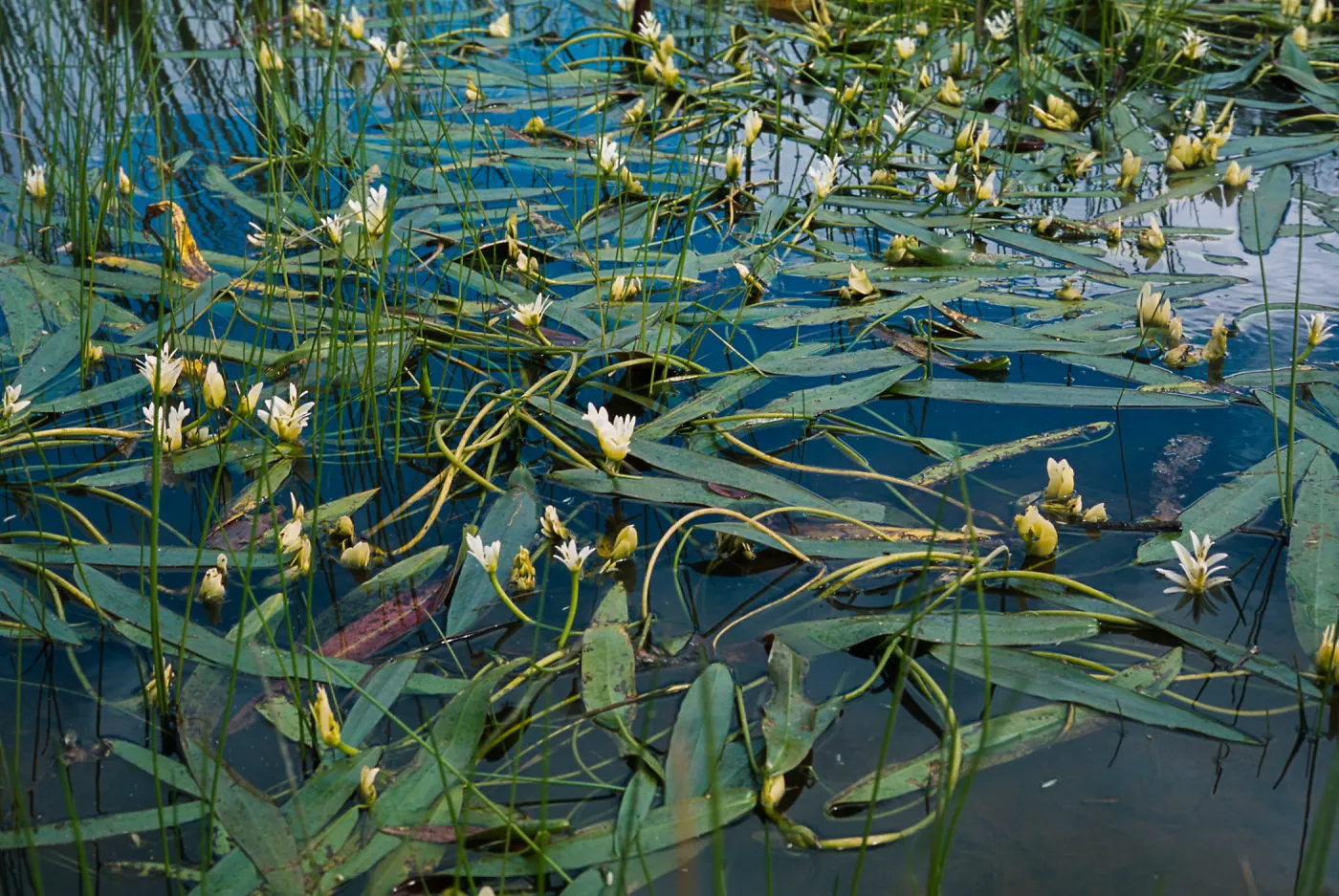 Potamogeton nodosus, South Coast: Mira Mesa, Rose Canyon east of the 805 Fwy