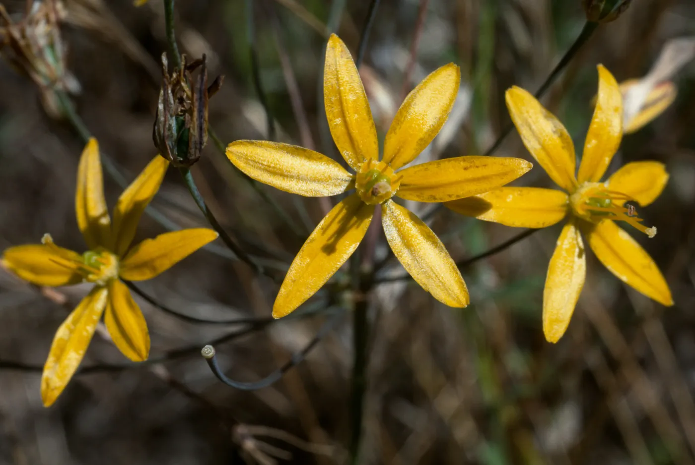 Bloomeria crocea, at the edge of the South Coast and Peninsular Range ecosystems in Southern California, Chino Hills, Yorba Linda, Orange County