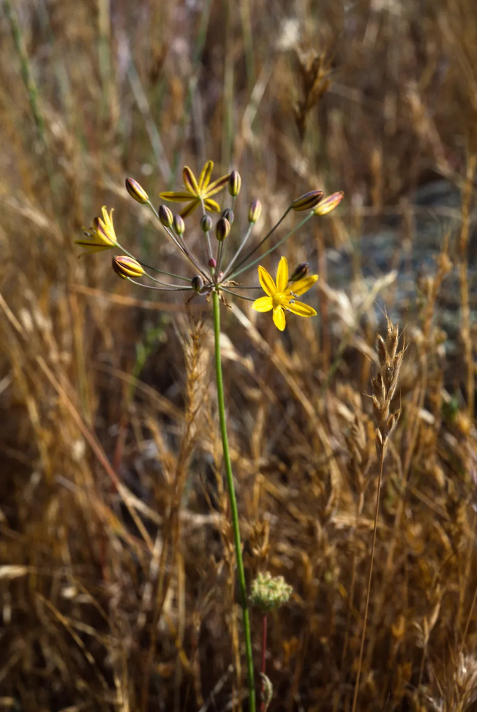 Bloomeria crocea,Otay Mesa Area: Directly south of Brown Naval Field. Headwaters of Spring Canyon, San Diego County