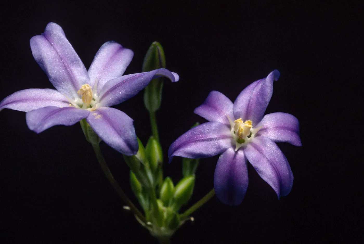 brodiaea Filifolia, cult. RSA