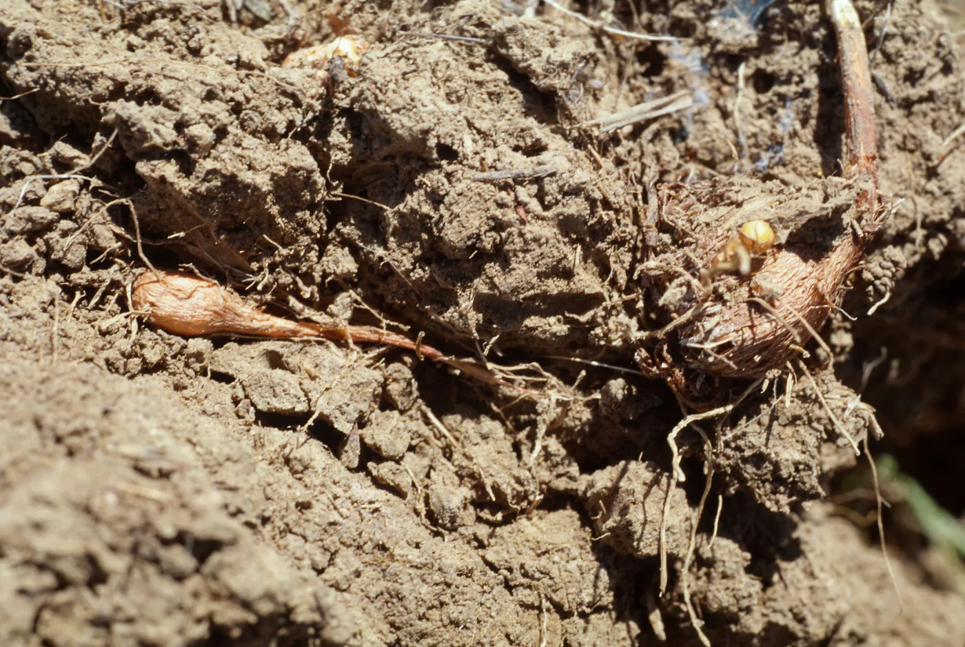 Brodiaea jolonensis, UCI Preserve, Orange County