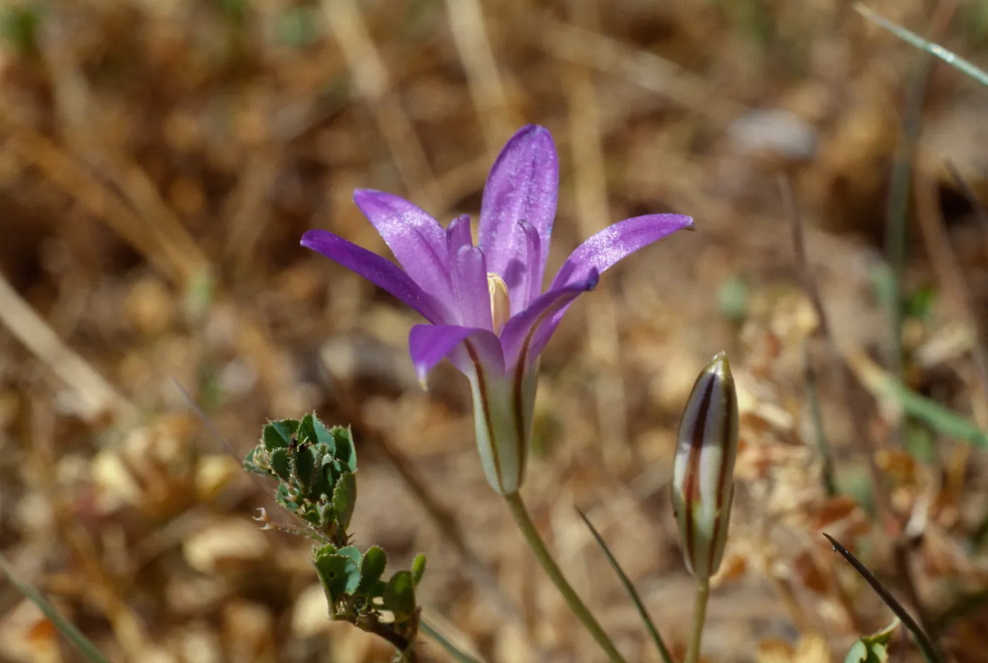 Brodiaea jolonensis UCI Preserve