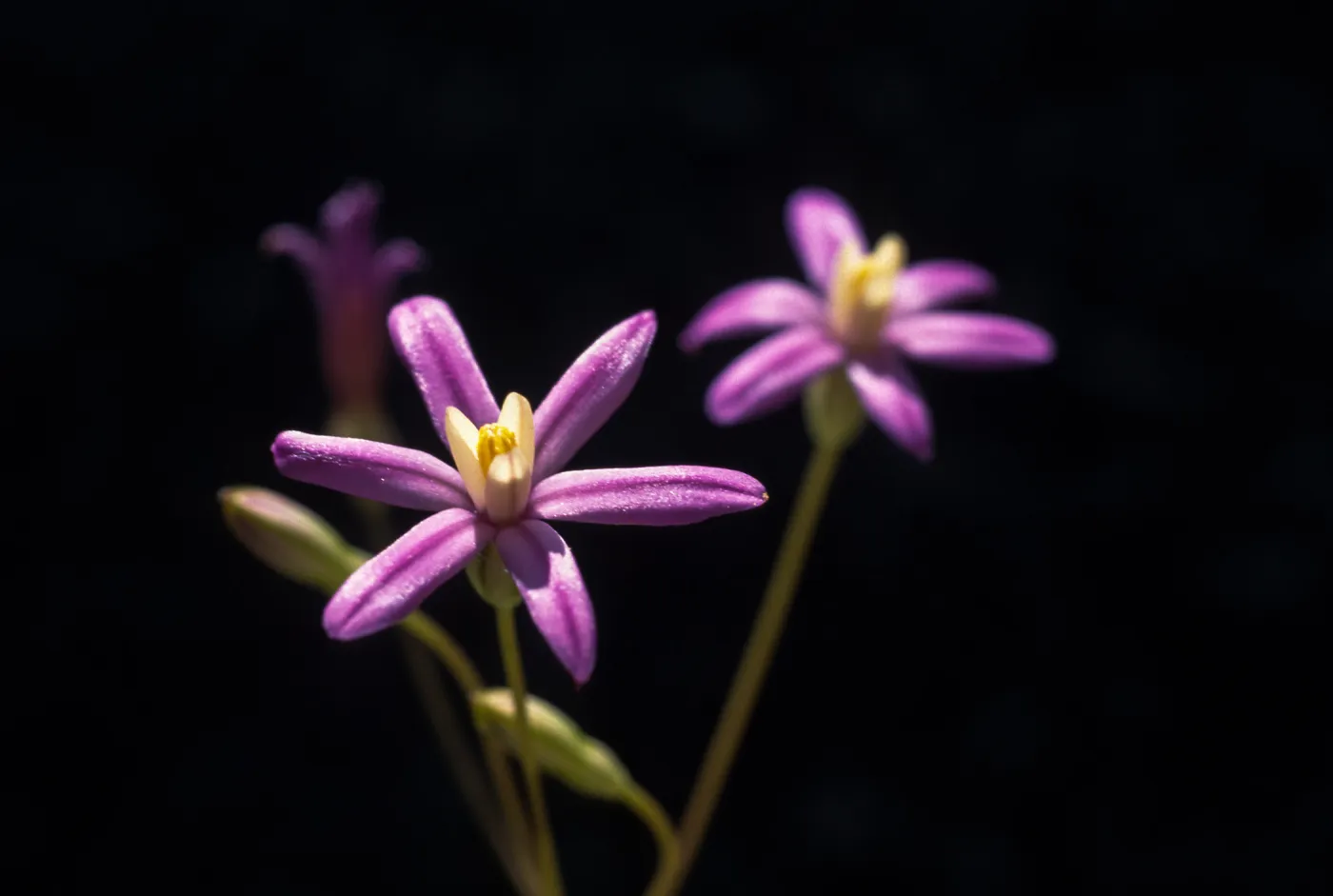 Brodiaea purdyi , Cultivar