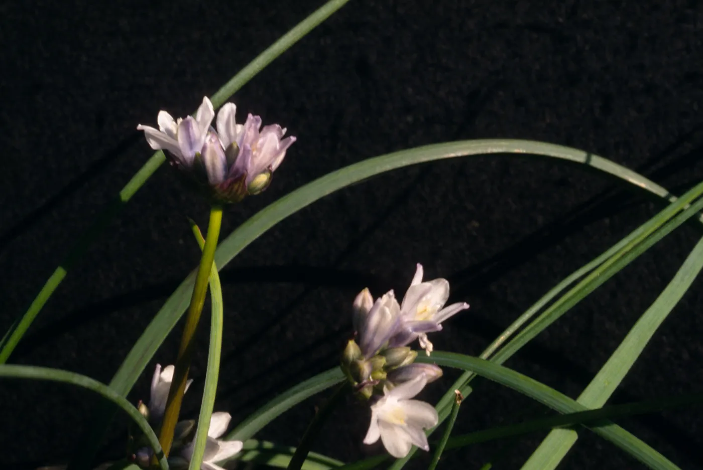 Dichelostemma multiflorum, UCI