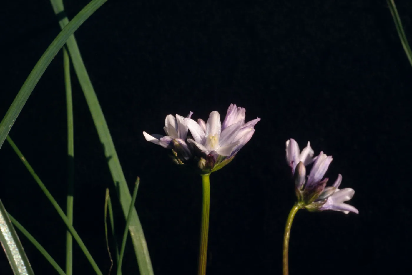 Dichelostemma multiflorum, UCI